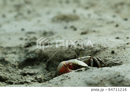 干潟 が ノンゲ 64711216