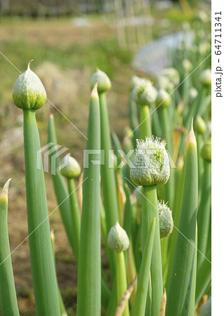 ネギの花　葱坊主 64711341