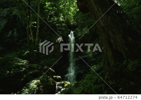 新緑の栃本地区林業人の守護神大除沢不動滝とトチの大木 64712274