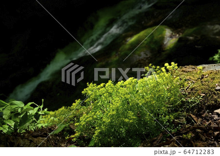新緑の栃本地区林業人の守護神大除沢不動滝と岩場に咲くヒメレンゲ 64712283