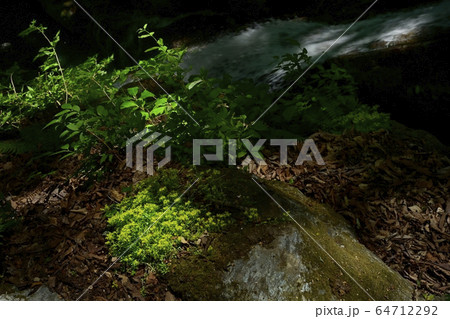 新緑の栃本地区林業人の守護神大除沢不動滝と岩場に咲くヒメレンゲ 64712292