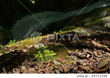 新緑の栃本地区林業人の守護神大除沢不動滝と岩場に咲くヒメレンゲ 64712296
