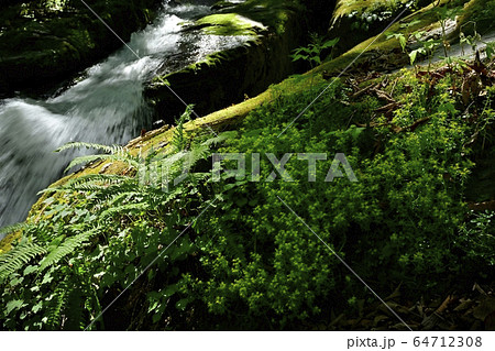 新緑の栃本地区林業人の守護神大除沢不動滝と岩場に咲くヒメレンゲ 64712308