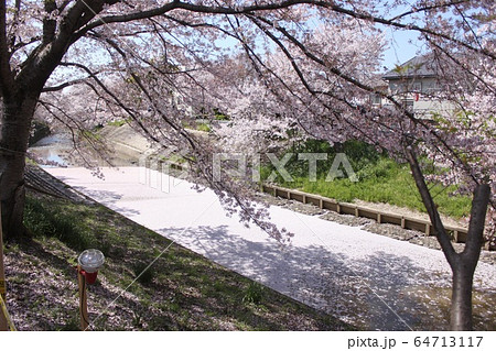奈良市佐保川の桜並木 奈良市佐保川の桜並木 64713117