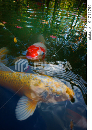 池の鯉 64713790