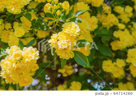 木香薔薇 春景 木香薔薇 春景 64714260