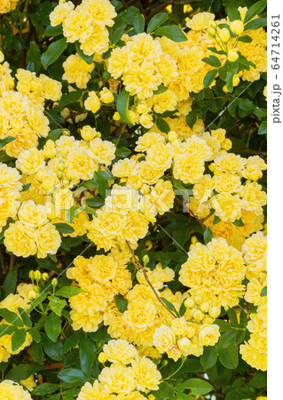 木香薔薇 春景 木香薔薇 春景 64714261