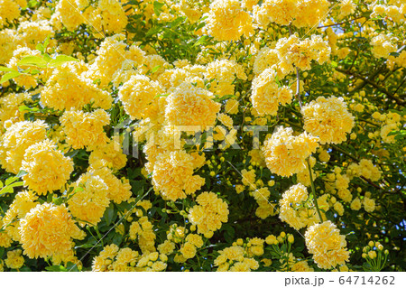 木香薔薇 春景 木香薔薇 春景 64714262