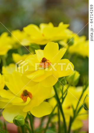 ラナンキュラス(ラックス ビュタロス) ラナンキュラス(ラックス ビュタロス) 64714269