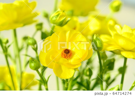 ラナンキュラス（ラックス　ビュタロス） 64714274