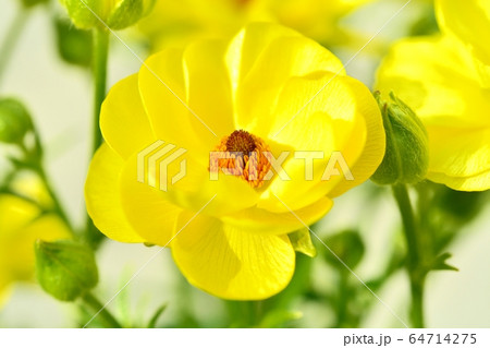 ラナンキュラス(ラックス ビュタロス) ラナンキュラス(ラックス ビュタロス) 64714275