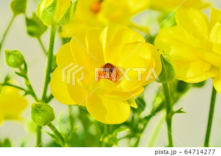 ラナンキュラス（ラックス　ビュタロス） 64714277