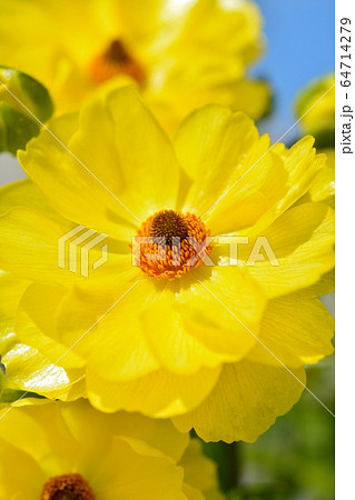 ラナンキュラス(ラックス ビュタロス) ラナンキュラス(ラックス ビュタロス) 64714279