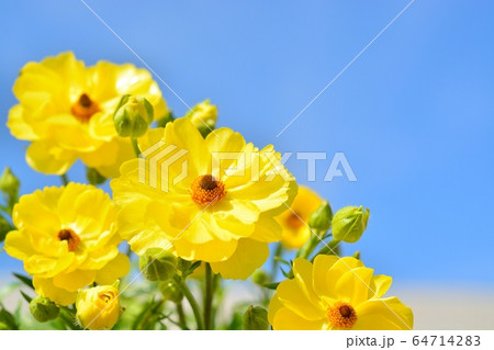 ラナンキュラス(ラックス ビュタロス) ラナンキュラス(ラックス ビュタロス) 64714283