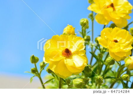 ラナンキュラス（ラックス　ビュタロス） 64714284