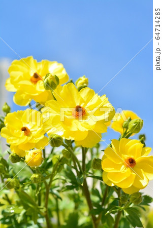 ラナンキュラス（ラックス　ビュタロス） 64714285