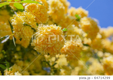 木香薔薇 春景 木香薔薇 春景 64714299