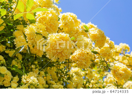 木香薔薇 春景 木香薔薇 春景 64714335