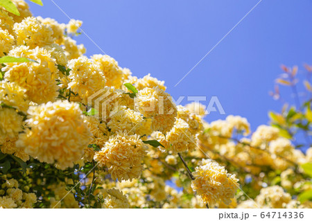 木香薔薇 春景 木香薔薇 春景 64714336
