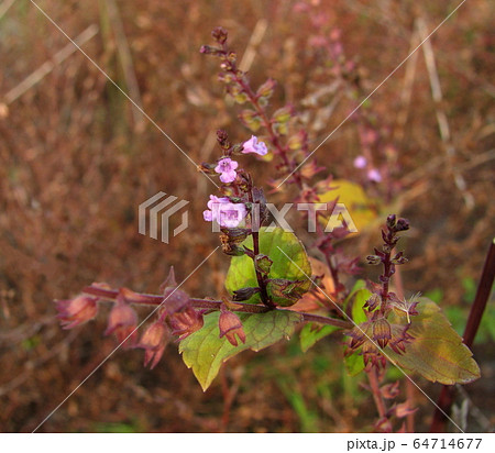 イヌコウジュ イヌコウジュ 64714677