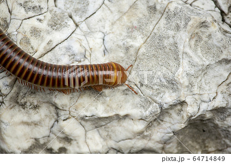 millipede on a white stone 64714849