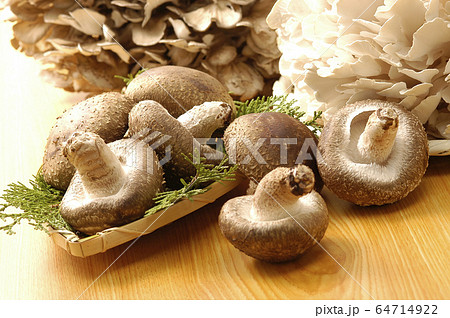 しいたけ 白マイタケ どんこ 椎茸 シイタケ 肉厚 舞茸 きのこ 食材 高級の写真素材