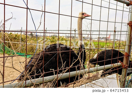 日本初の道の駅にいたダチョウ 新潟県新潟市 道の駅 豊栄 日本初の道の駅にいたダチョウ 新潟県新潟市 道の駅 豊栄 64715453