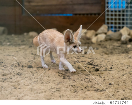 かわいいフェネック 撮影許可・協力:アクアマリンふくしま かわいいフェネック 撮影許可・協力:アクアマリンふくしま 64715744