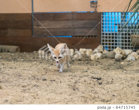 かわいいフェネック 撮影許可・協力:アクアマリンふくしま かわいいフェネック 撮影許可・協力:アクアマリンふくしま 64715745