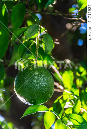 青いユズの実の写真素材