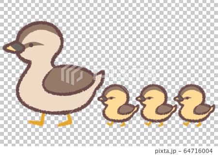 カルガモ親子1 64716004