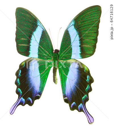 Morpho butterfly isolated on a white background 64716129
