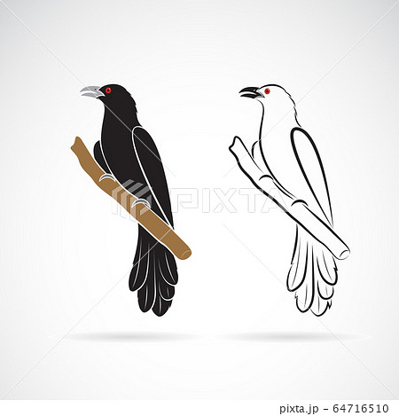 Asian koel bird(Eudynamys scolopaceus). Birds. 64716510