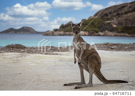 Kangaroo at Lucky Bay in the Cape Le Grand 64716711