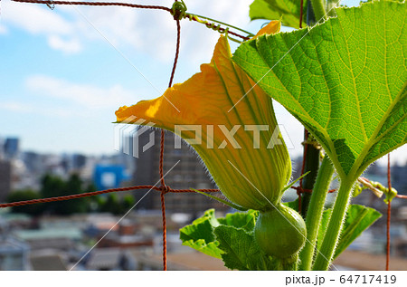 ベランダ栽培 カボチャの花の写真素材