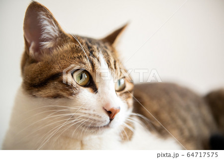 さすけ10ヶ月 さすけ10ヶ月 64717575