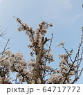 空 春 開花 64717772
