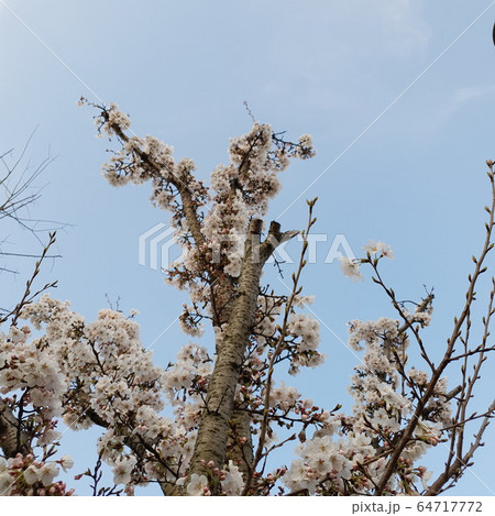 空 春 開花 64717772
