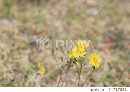 花 スムバグィ 小さな 64717821