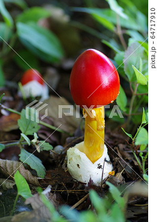 タマゴタケ　たまごたけ　卵茸　赤色　テングタケ科　食用キノコ　食材　おいしい 64717910