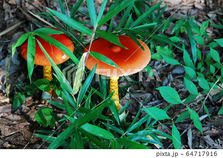 タマゴタケ　たまごたけ　卵茸　赤色　テングタケ科　食用キノコ　食材　おいしい 64717916