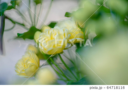 モッコウバラ5312 モッコウバラ5312 64718116