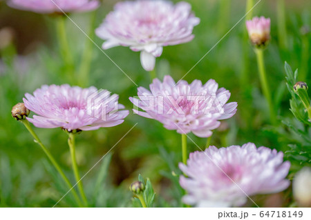 マーガレット5331 マーガレット5331 64718149