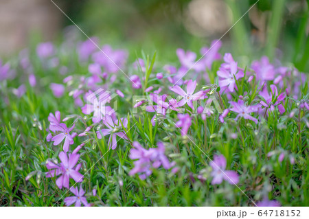 芝桜5345 芝桜5345 64718152