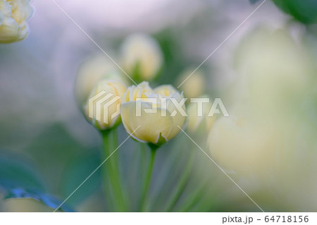 モッコウバラ5306 モッコウバラ5306 64718156