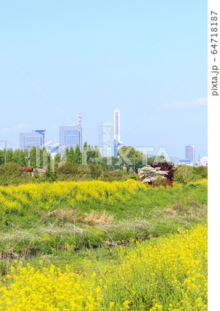 見沼田んぼ　春の芝川　一面の菜の花 64718187