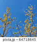 開花 樹木 秋 64718645