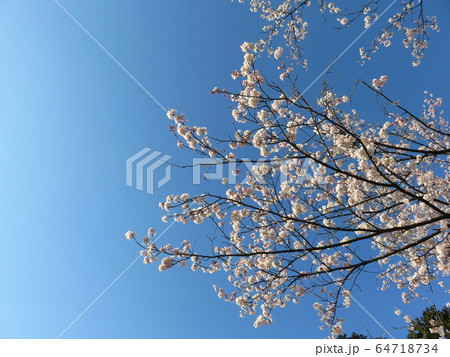 見上げた桜 64718734