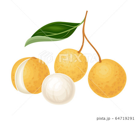 Exotic Longan Fruit of Circular Shape Hanging on Tree Branch Vector Illustration Exotic Longan Fruit of Circular Shape Hanging on Tree Branch Vector Illustration 64719291