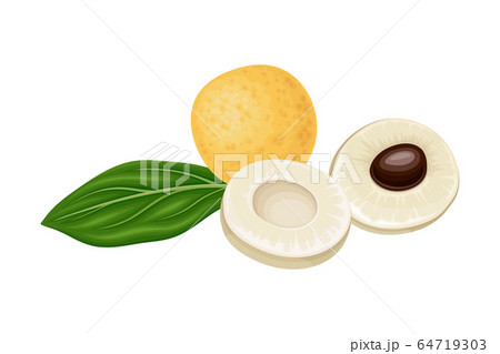 Longan Exotic Circular Fruit with Thin Leathery Peel and Translucent Flesh Vector Illustration Longan Exotic Circular Fruit with Thin Leathery Peel and Translucent Flesh Vector Illustration 64719303